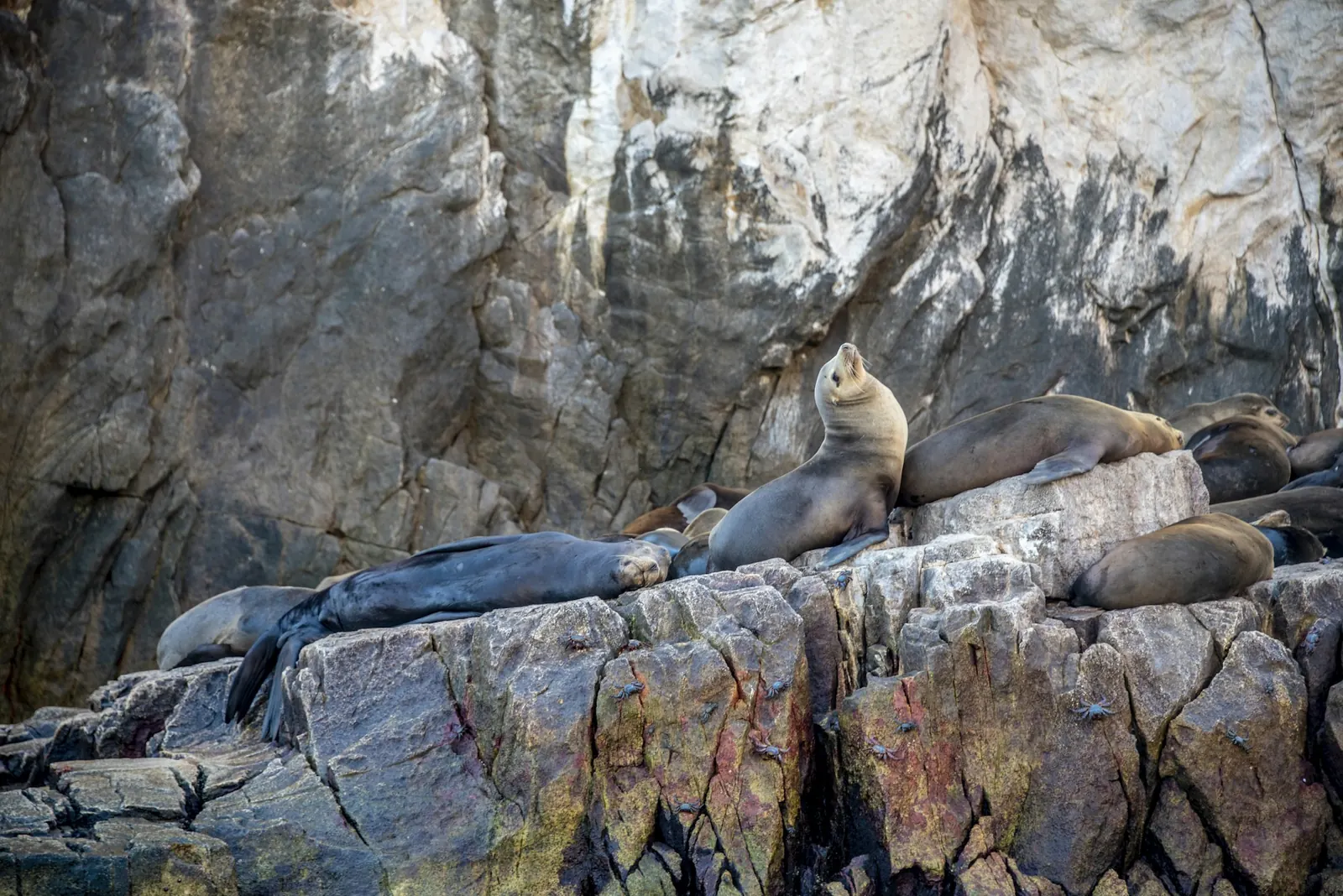 California sea lions resting on rocks at Cabo San Lucas, Baja California Sur (not Los Islotes)