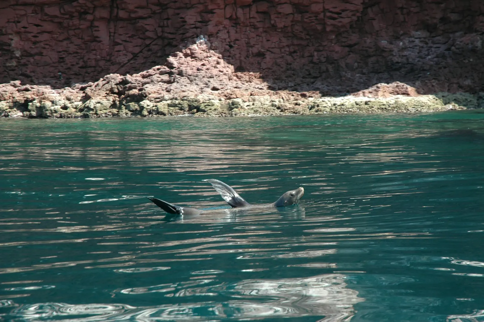 A young sea lion playing in the green water of the Sea of Cortez, Baja California Sur