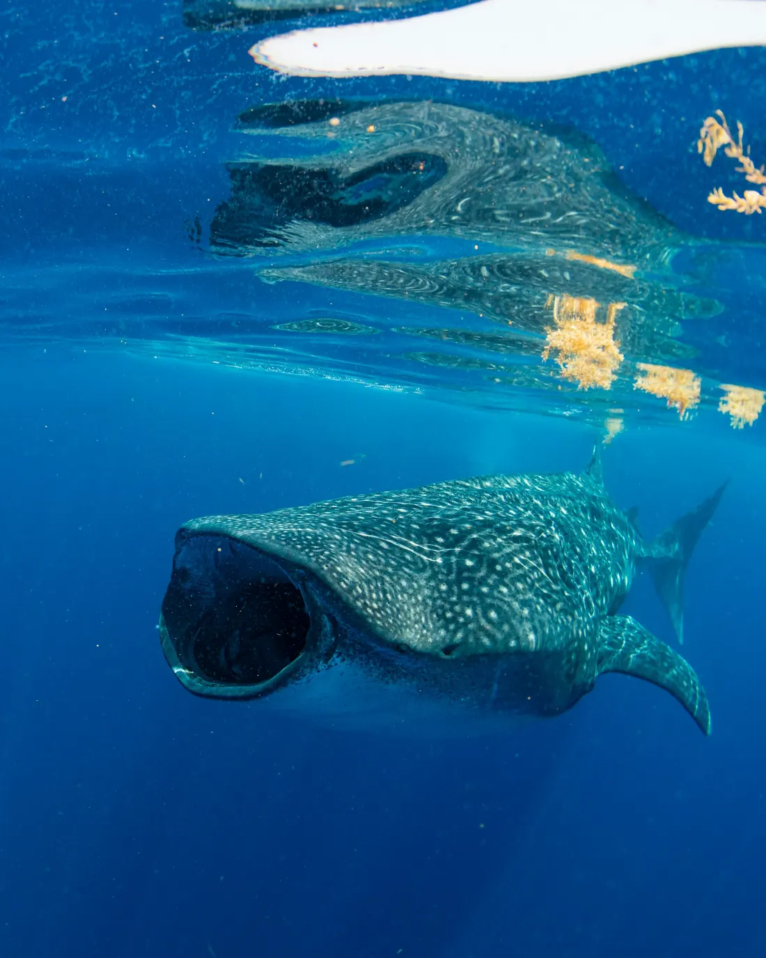 A whale shark feeding with its mouth open off Cancún