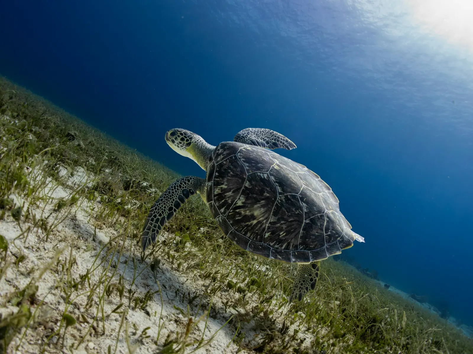 A green sea turtle over sand and seagrass in Cozumel, on the same coast as Akumal (not Akumal)