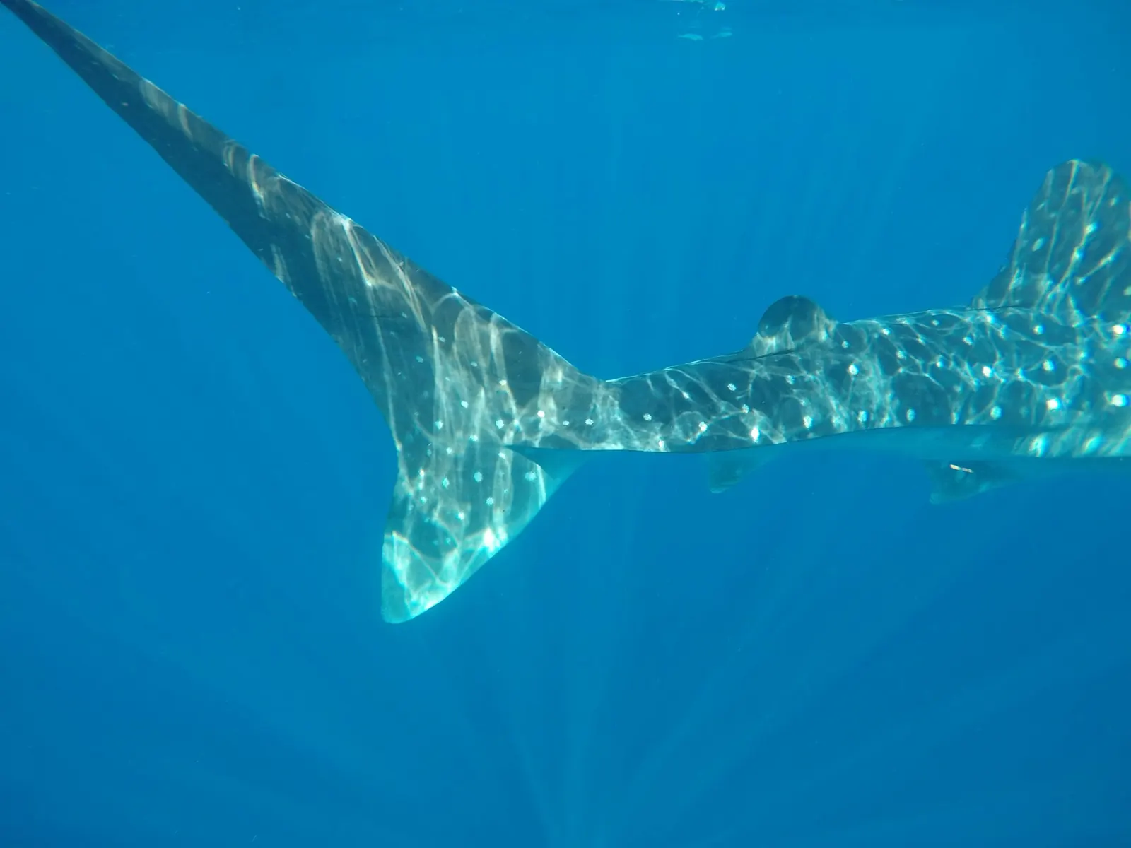 A whale shark swimming in sunlit water off Isla Mujeres