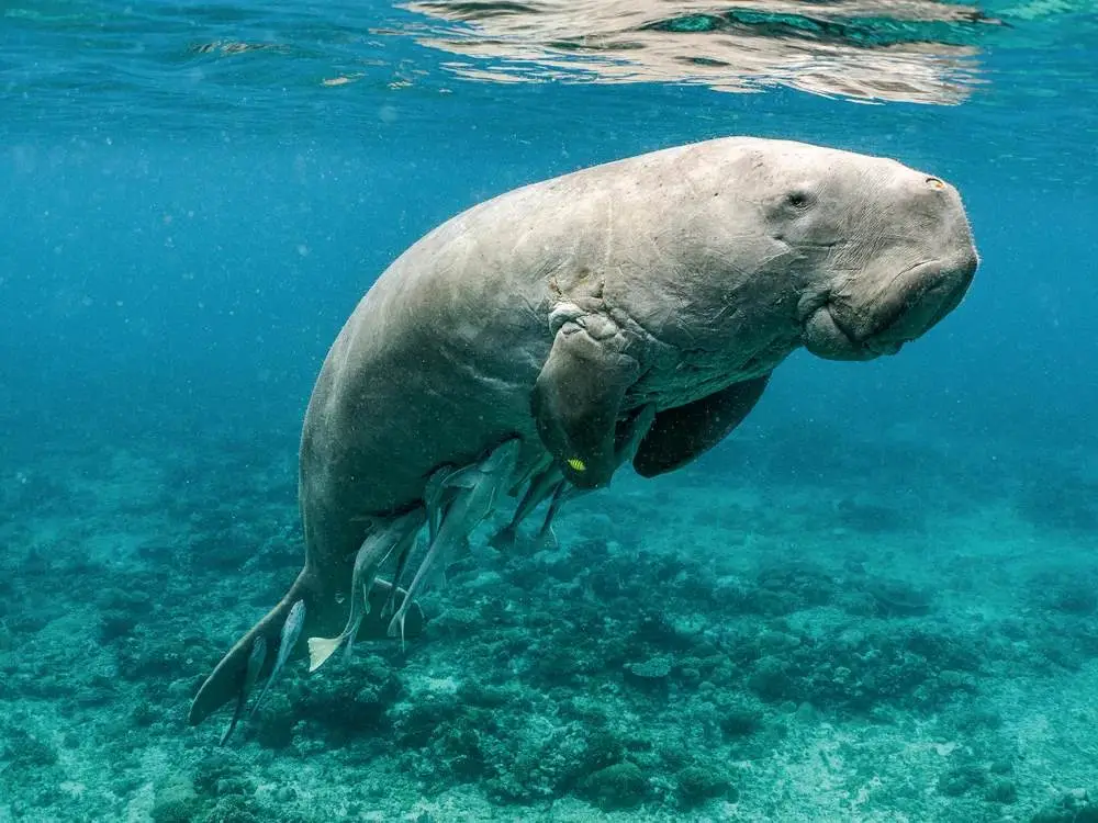 A dugong swimming over a seagrass bed