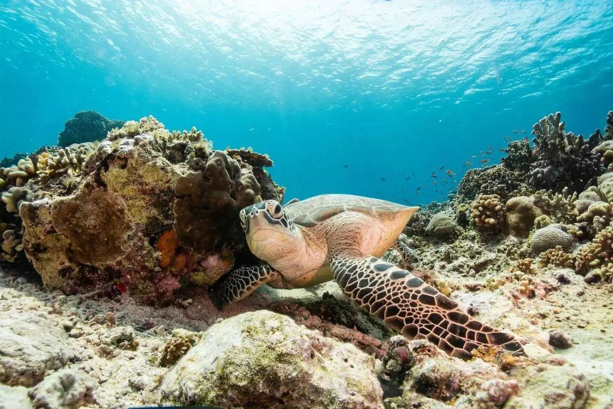 A green turtle resting on the reef off Gili Air