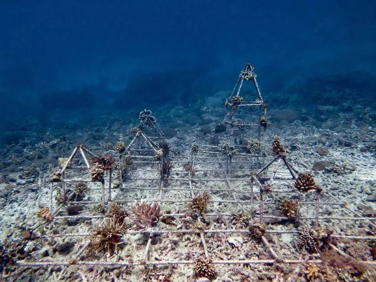 Coral nursery frames with young corals, Gili Air