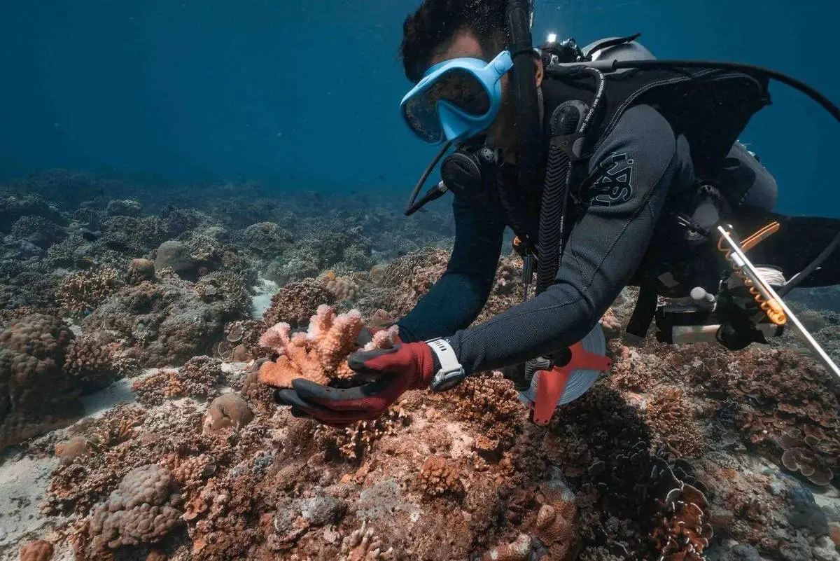 A diver replanting a coral fragment during a conservation dive