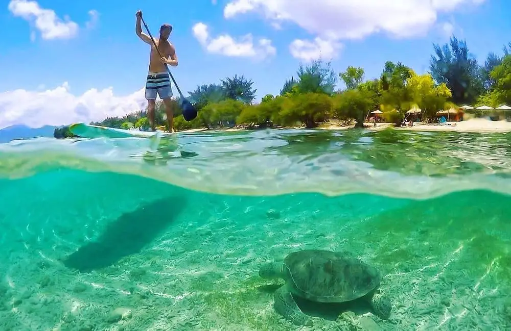 A green turtle resting on the seabed, with a paddle boarder above