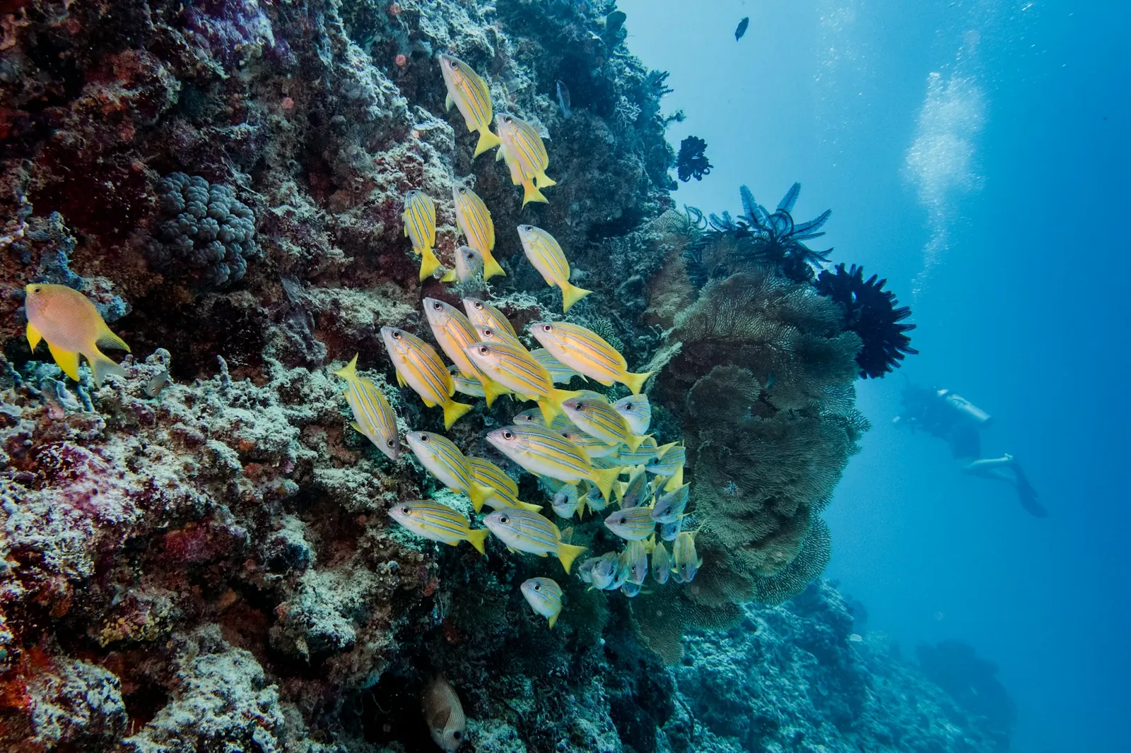A school of reef fish along Meno Wall, Gili Meno, on the three-Gilis boat route