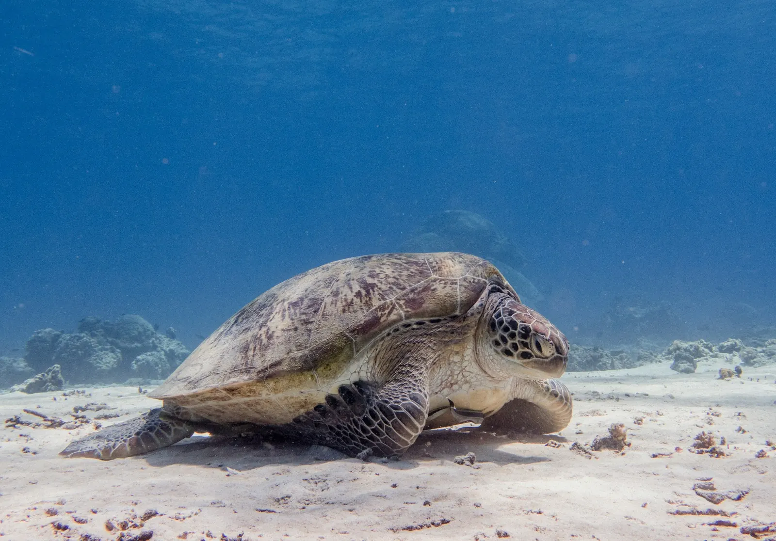 A green turtle resting on the sand. Photo taken at Gili Trawangan, next to Gili Air