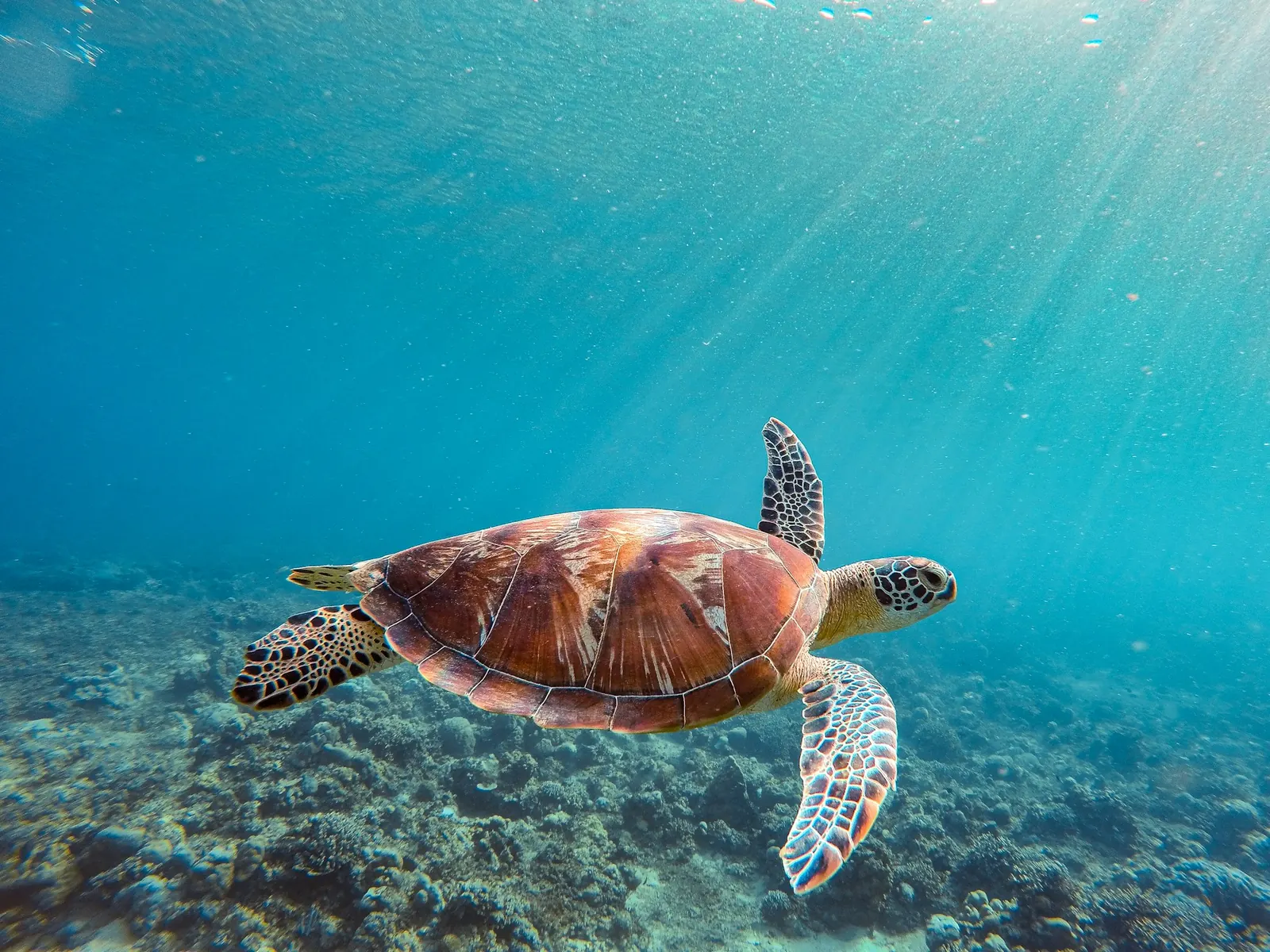 A sea turtle swimming through sun rays. Place not confirmed by the photographer