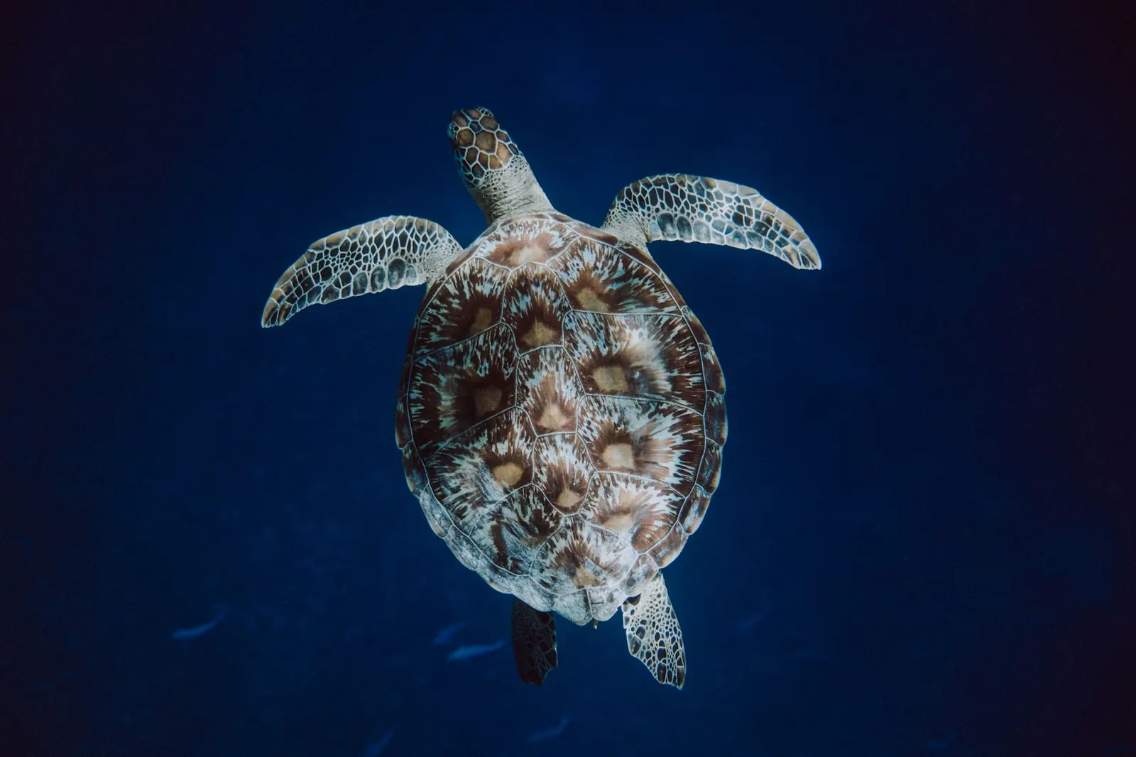 A sea turtle swimming in the clear water of the Gili Islands