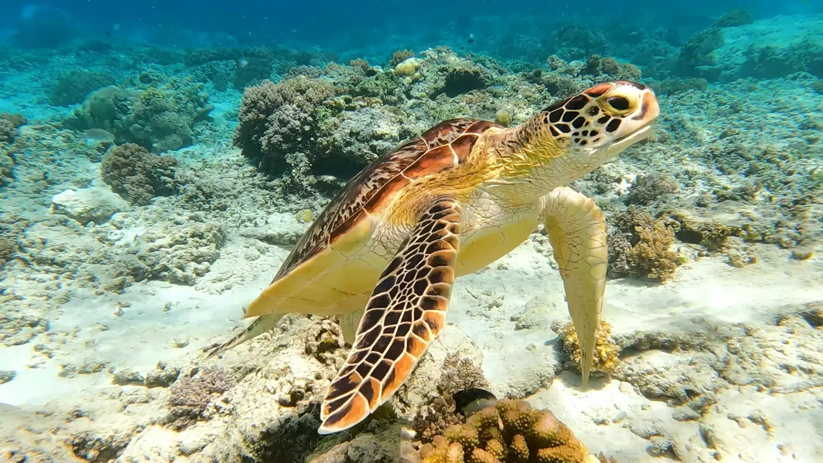 A green turtle swimming over the reef, Gili Trawangan