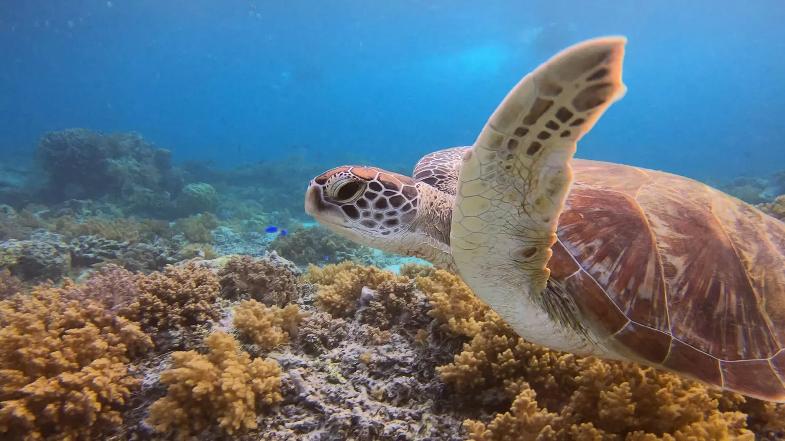 A sea turtle swimming over the reef off Gili Meno, on this trip’s shared snorkel route
