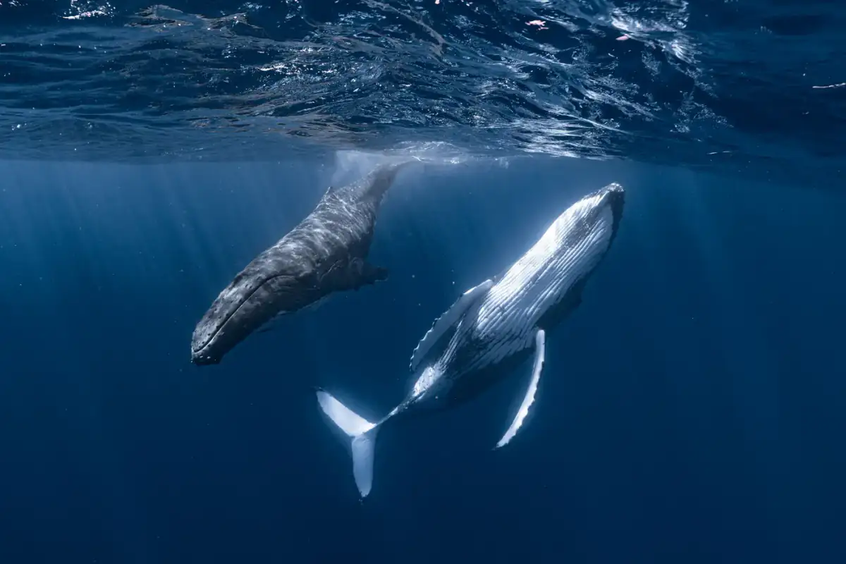 A humpback mother and her calf in Moʻorea