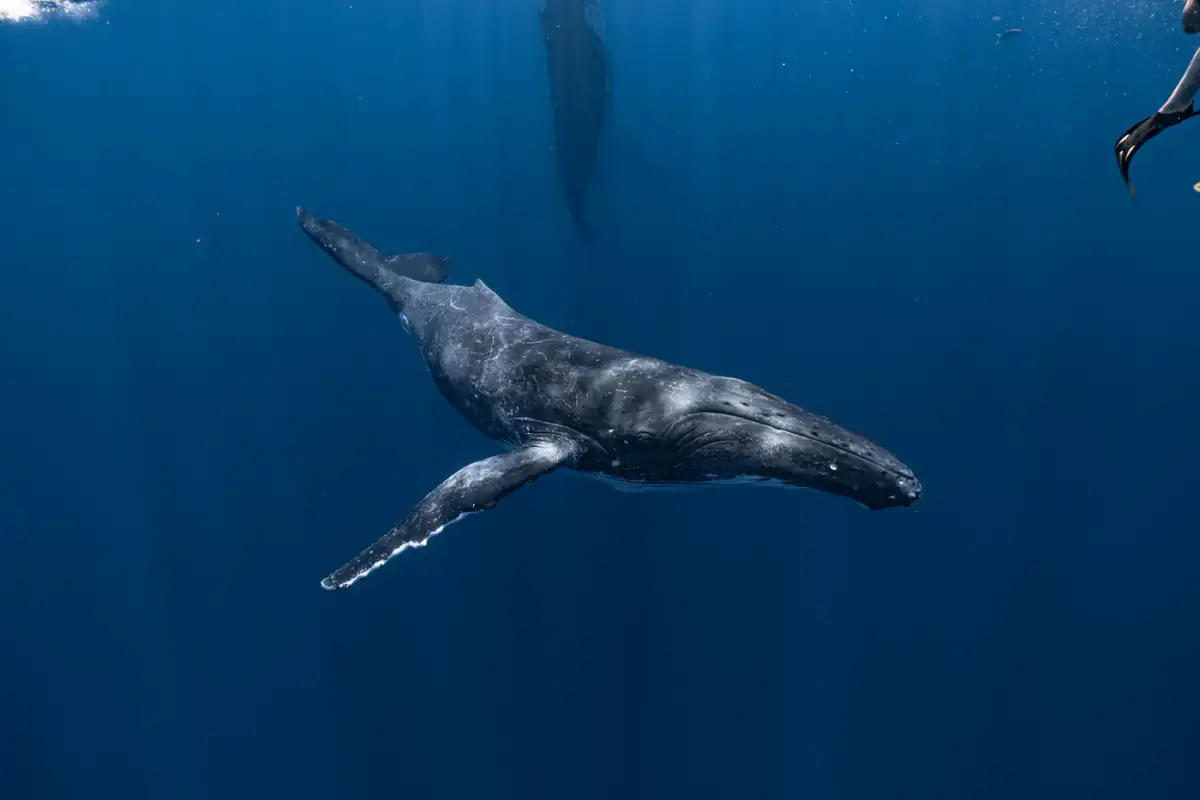 A humpback whale gliding past in clear blue water