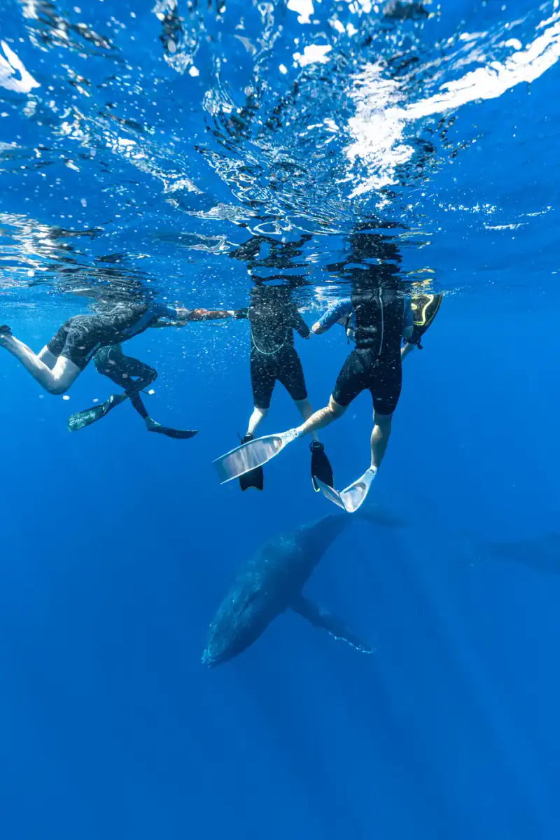 Guests floating quietly at the surface with a humpback far below