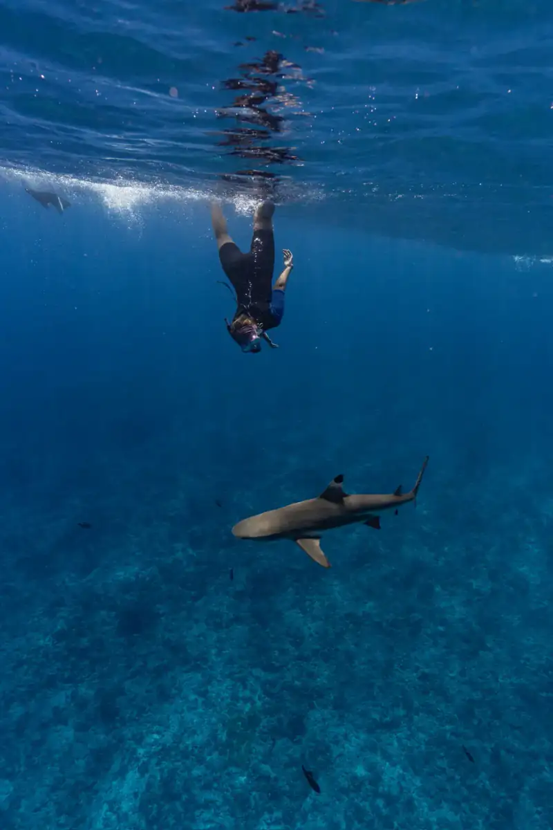 A freediver descending above a reef shark in Moʻorea