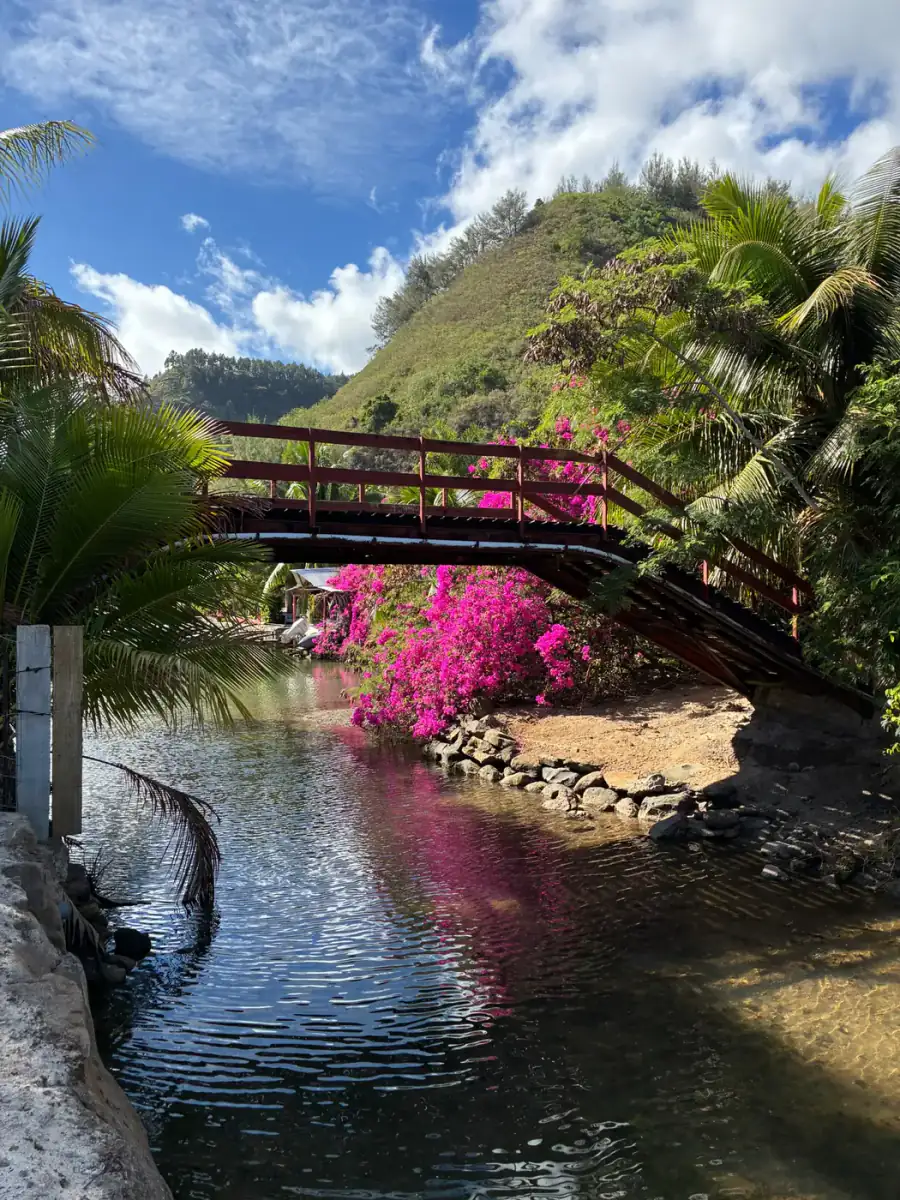 A bridge covered in pink flowers on Moʻorea