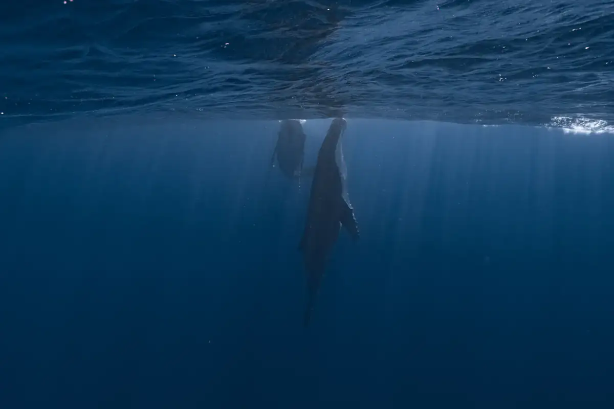 Two humpback whales resting near the surface