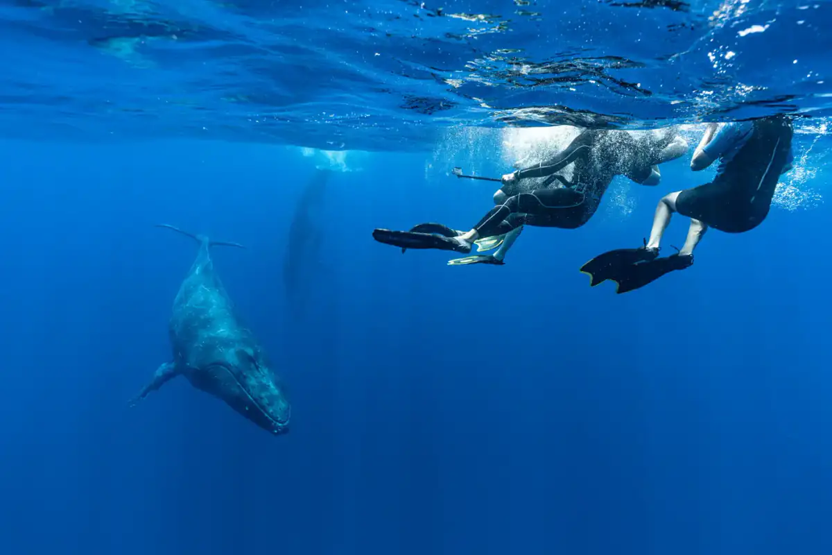 A humpback whale passing below two snorkellers in the open blue
