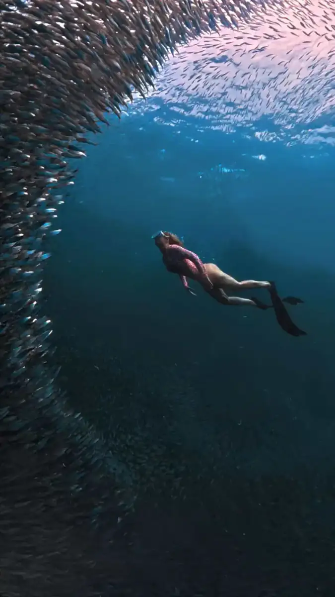 A freediver swimming through a school of small fish