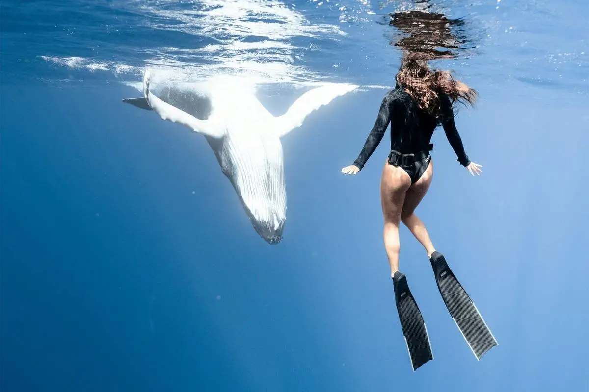 A freediver approaching a humpback whale near the surface