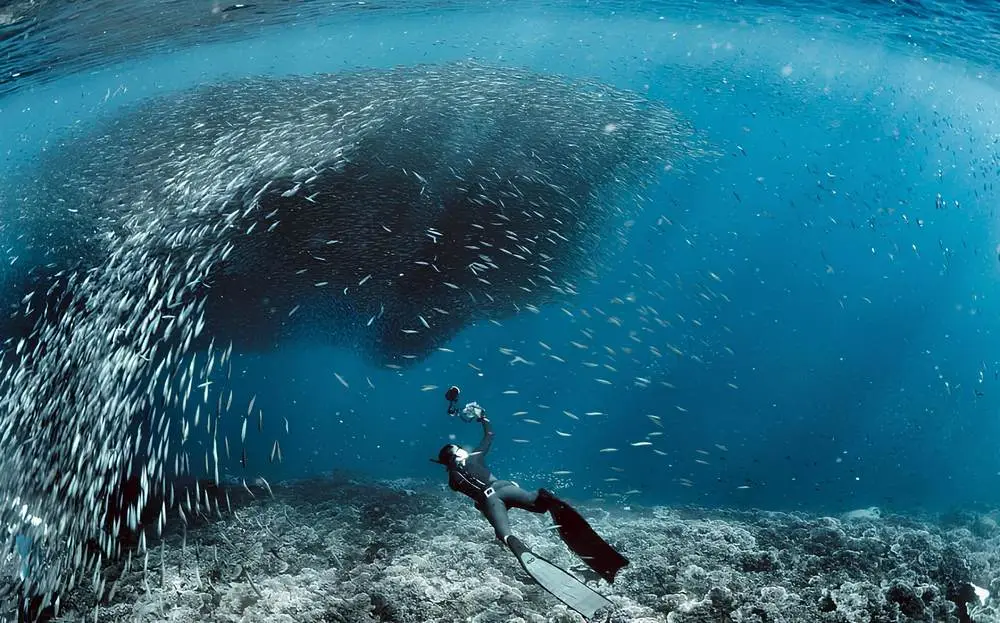 A freediver beside a swirling ball of sardines