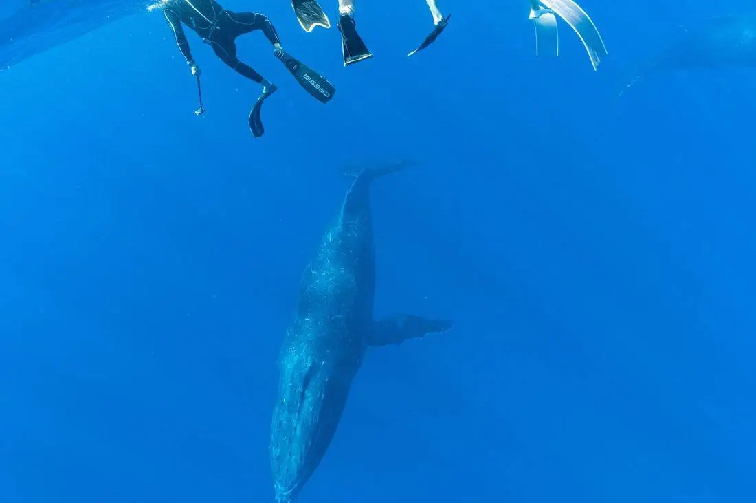 A group of freedivers looking down at a humpback whale in clear blue water