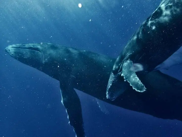 A humpback whale and her calf underwater