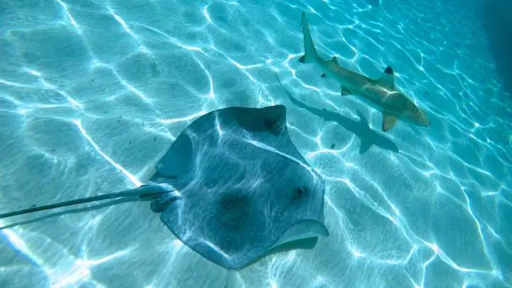 A stingray and a reef shark gliding over sand