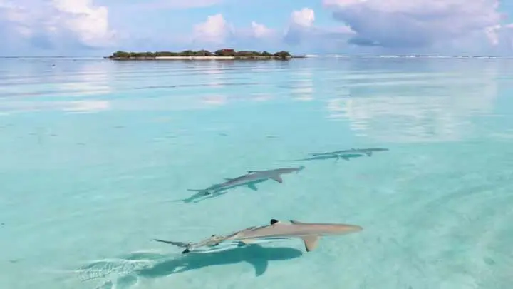 Reef sharks in shallow lagoon water
