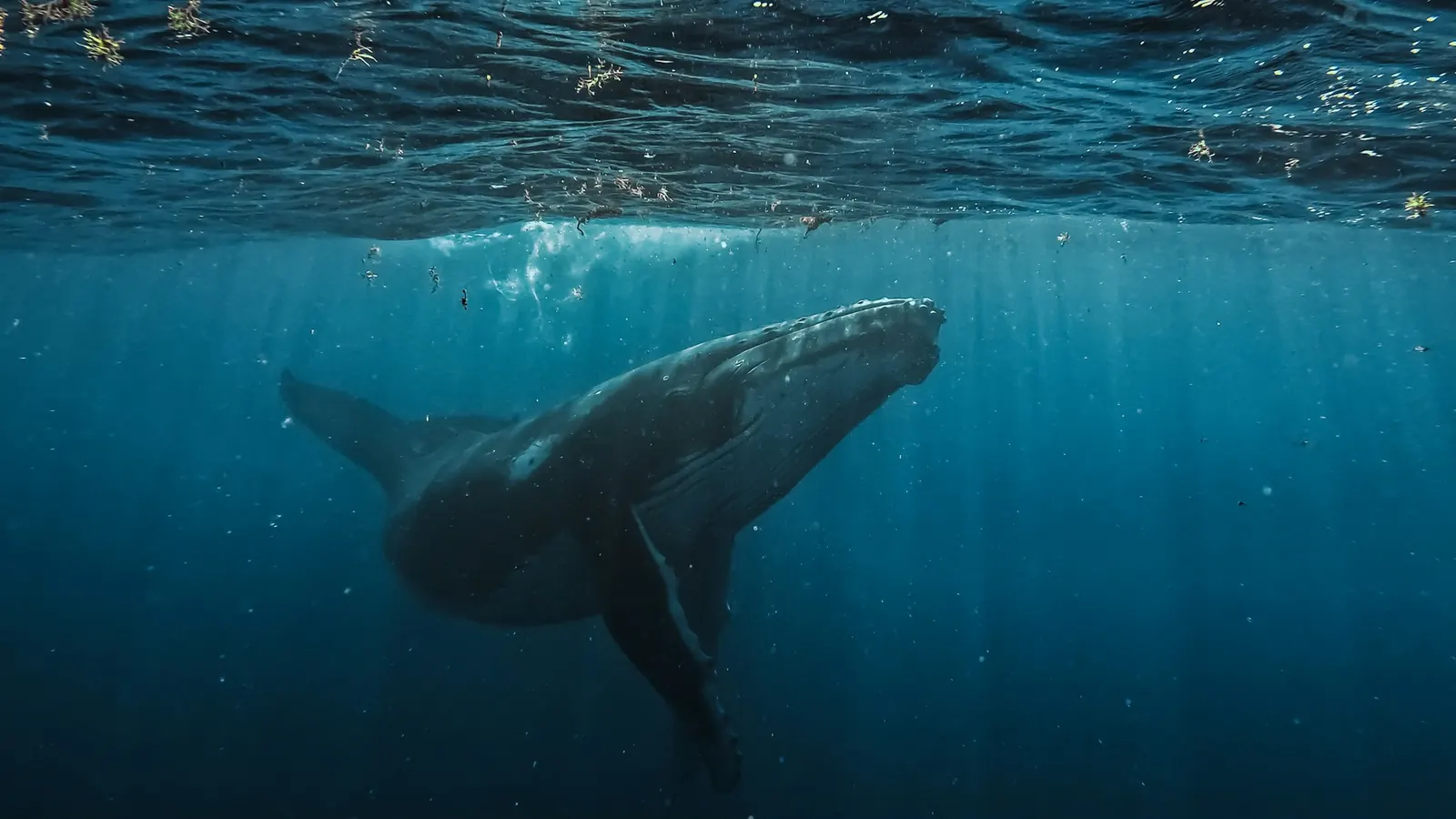A young humpback whale below the surface. Photo taken in Tahiti, not Réunion