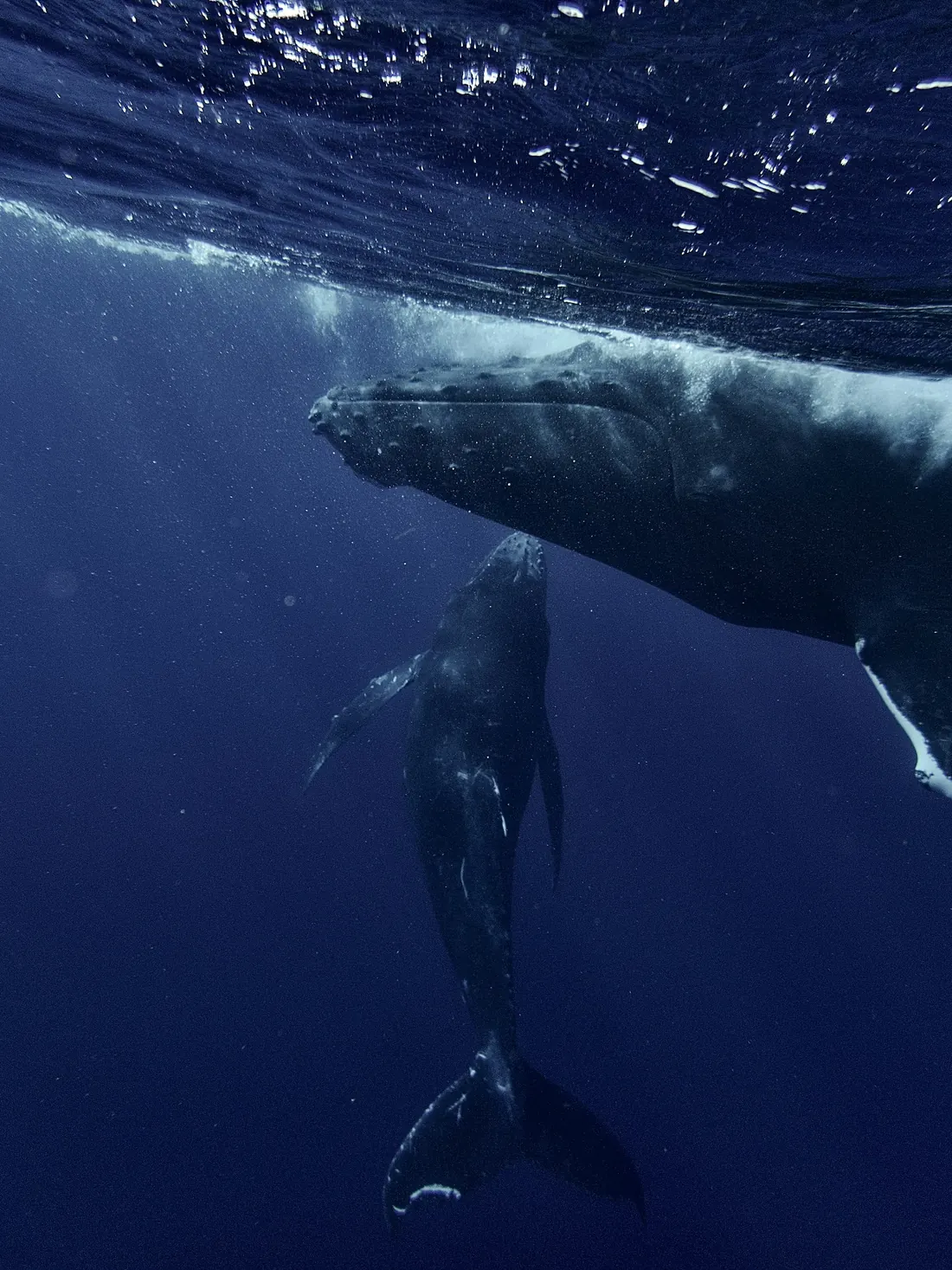 A humpback whale mother and calf. Place not given by the photographer