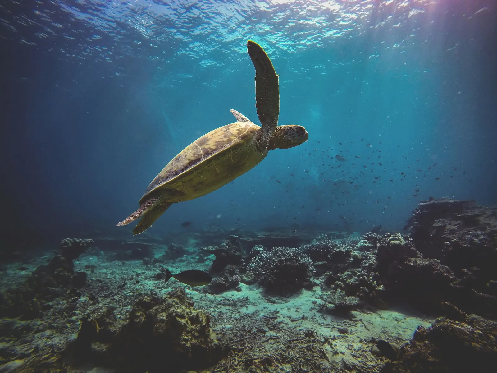 A green sea turtle. Photo taken in Malaysia, not Réunion