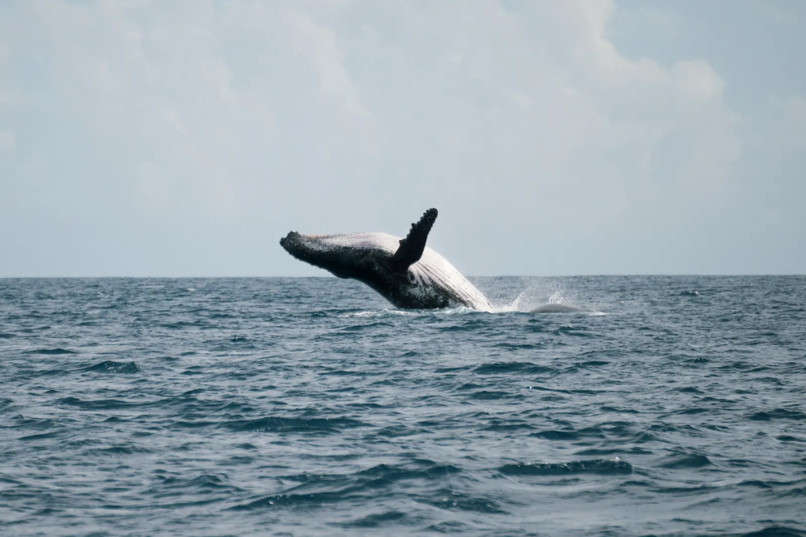 A humpback whale breaching off the coast of Réunion