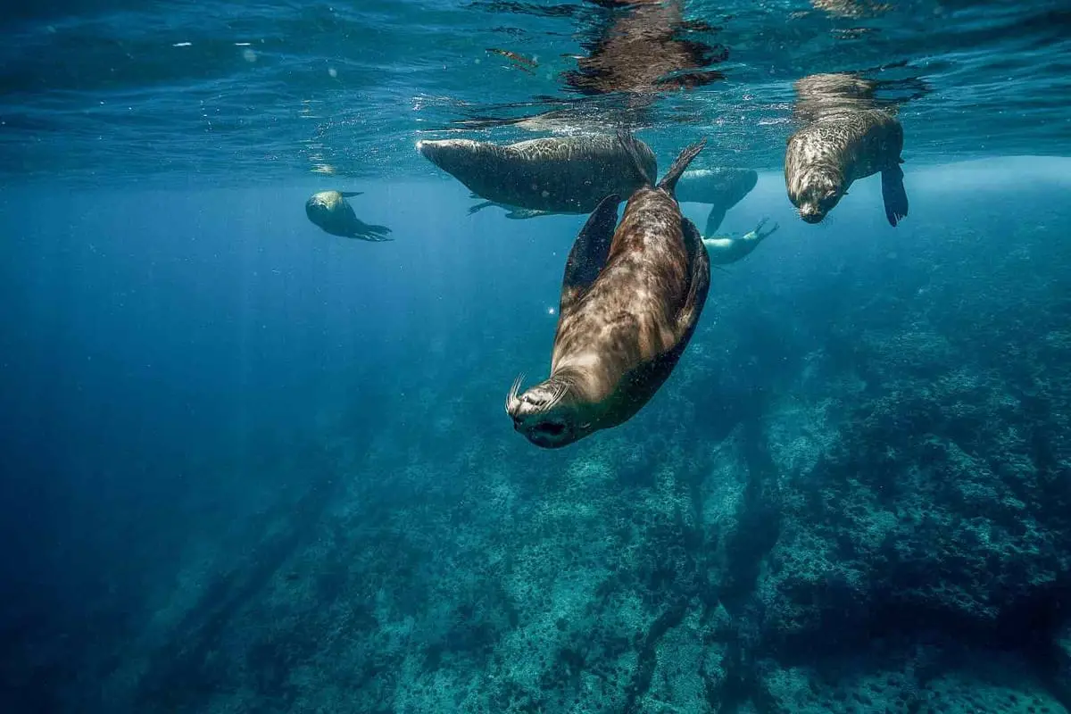 California sea lions diving together over a rocky reef
