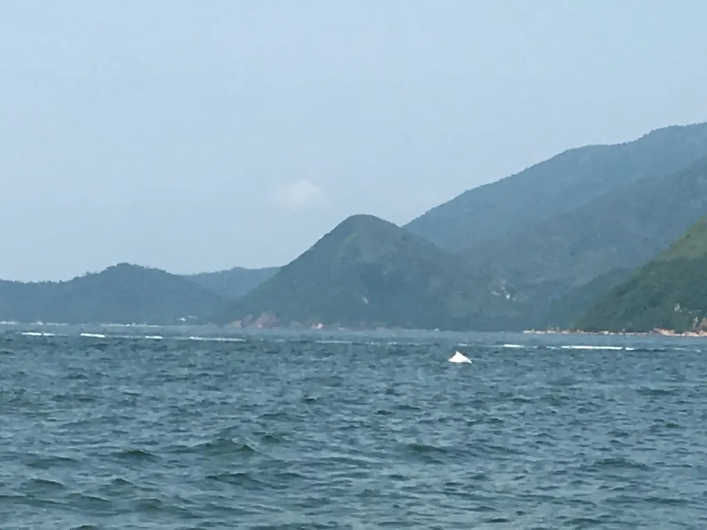 Chinese white dolphin at the surface, pale body just under the water