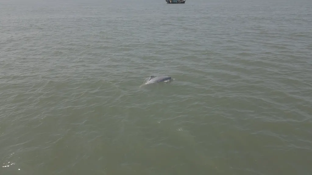 Indo-Pacific humpback dolphin surfacing off Hai Phong, Vietnam