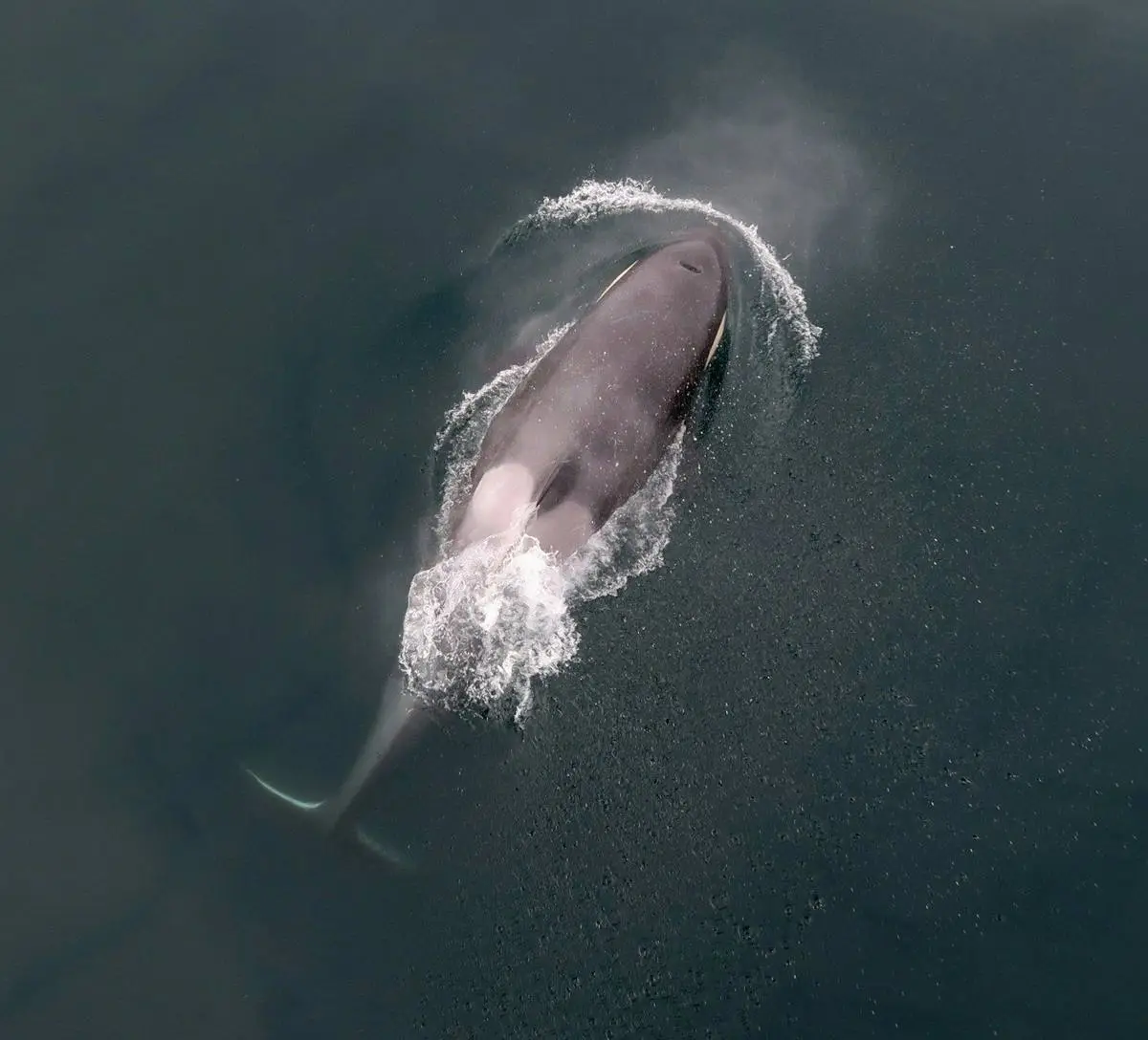 Minke whale surfacing and exhaling, seen from above