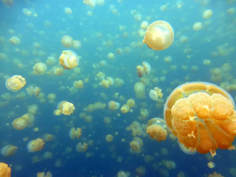 Golden jellyfish in Jellyfish Lake, Koror, Palau