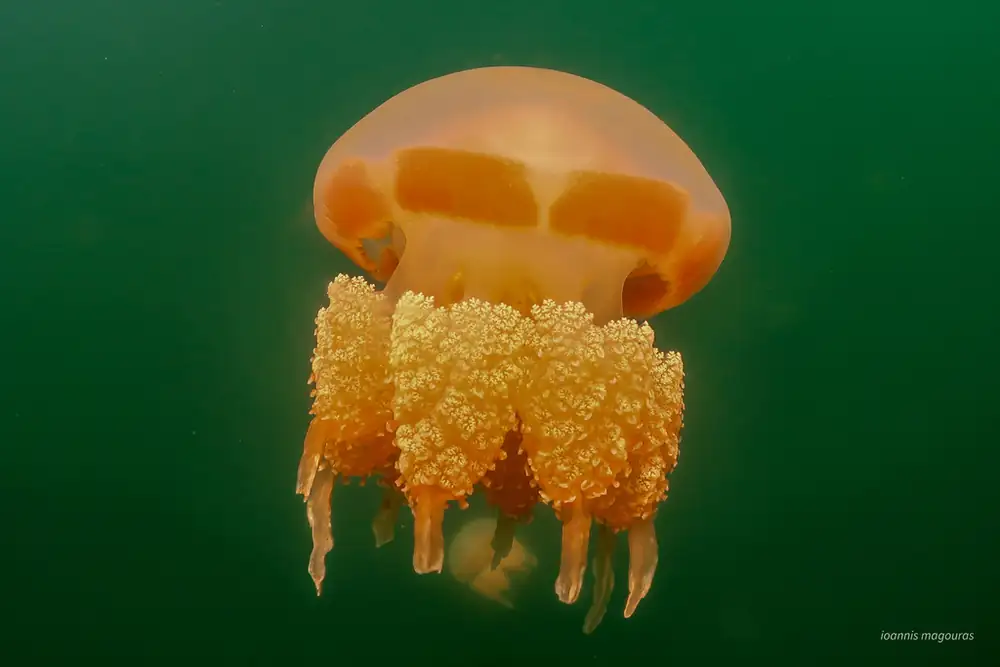Golden jellyfish drifting in Jellyfish Lake, Palau