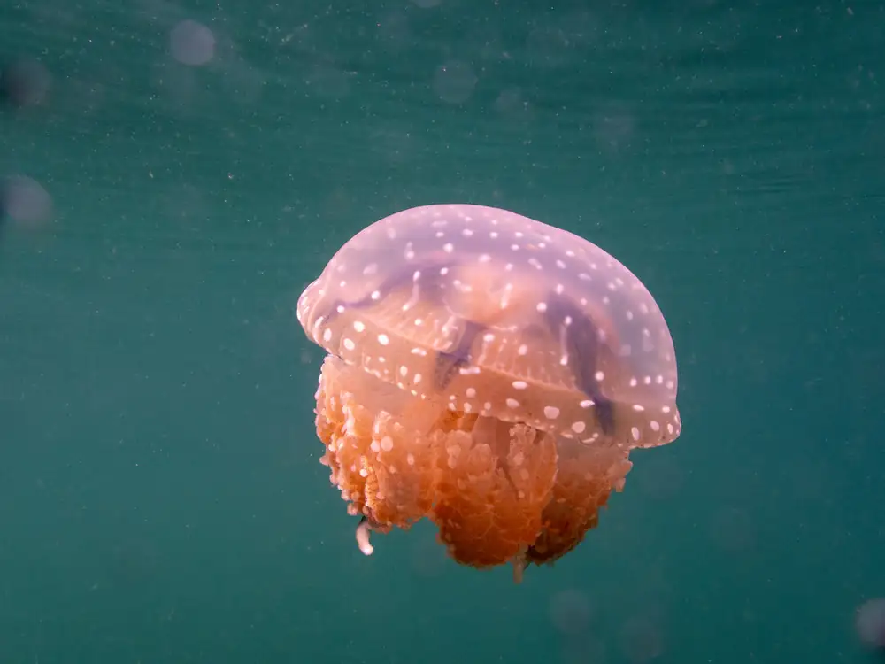 Golden jellyfish in Central Sulawesi, Indonesia