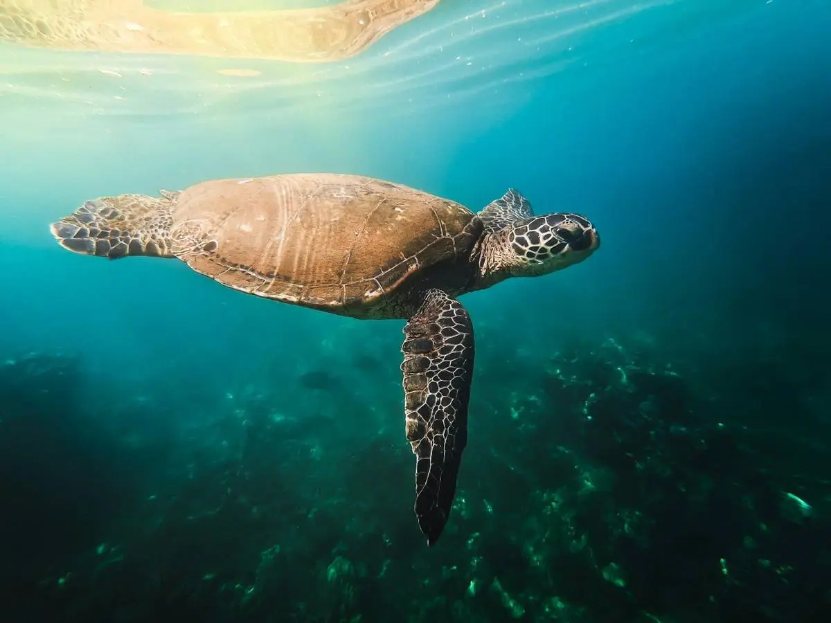 Green turtle swimming in sunlit water over a reef in Maui
