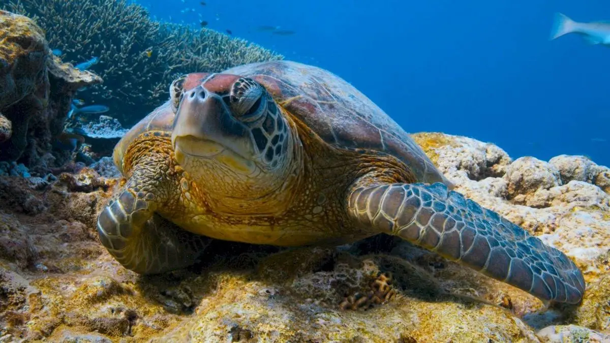 Green turtle resting on a coral reef in clear blue water