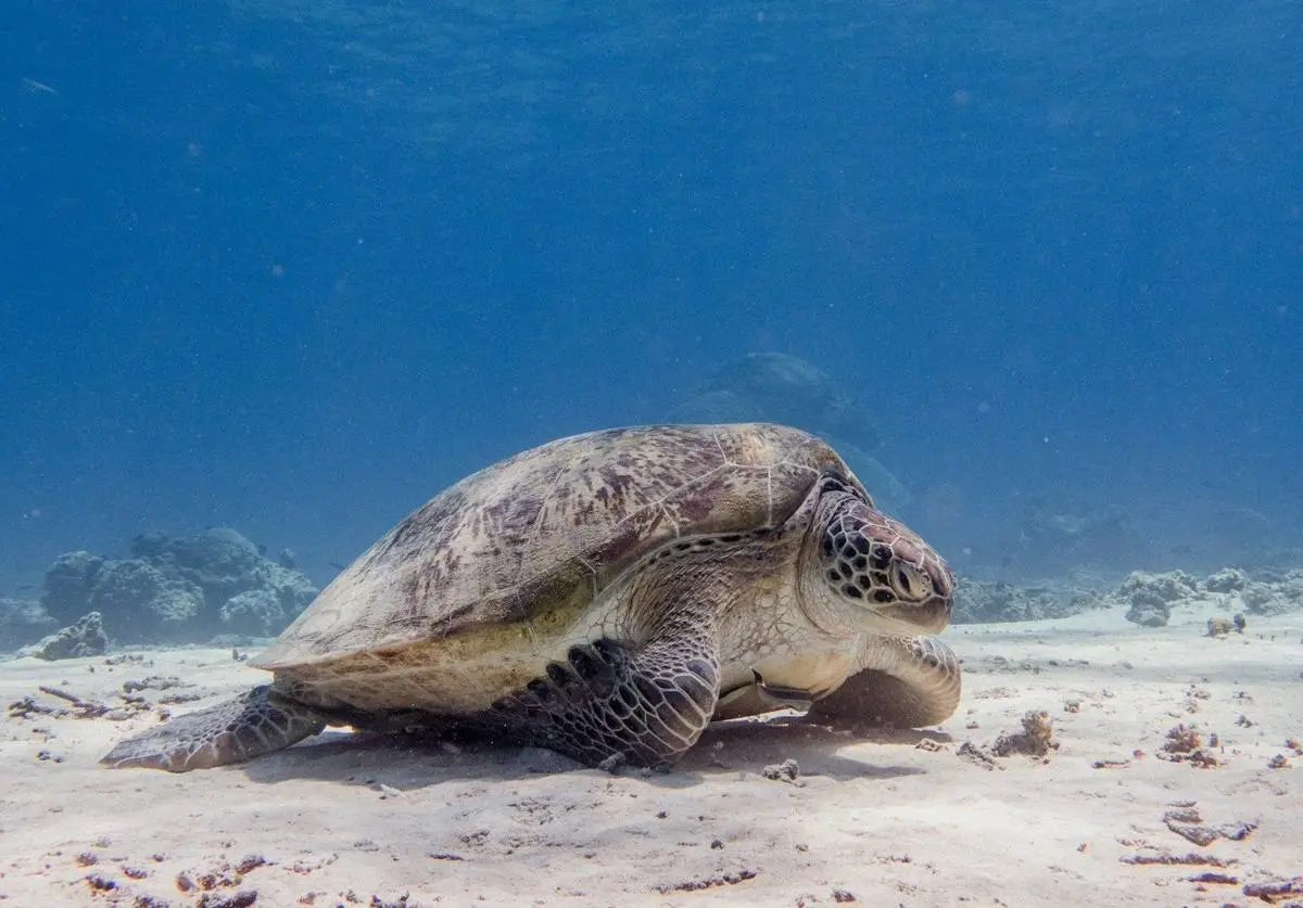 Green turtle resting on white sand off Gili Trawangan
