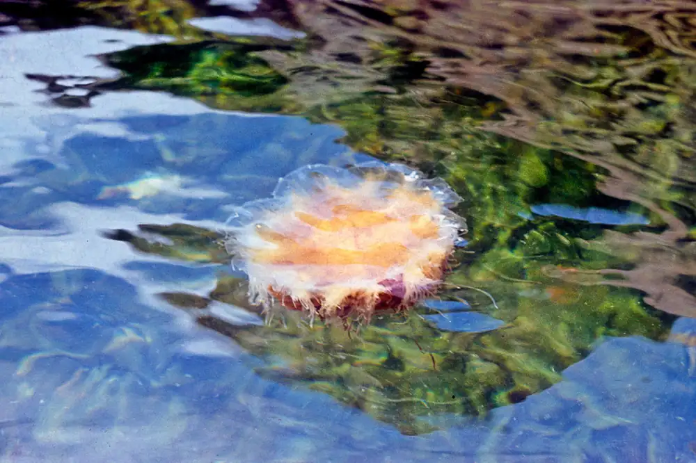 Lion's mane jellyfish with long hair-like tentacles, Highland, Scotland