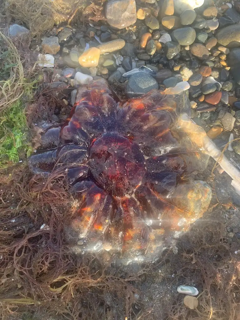 Lion's mane jellyfish in Rosslare Bay, Ireland