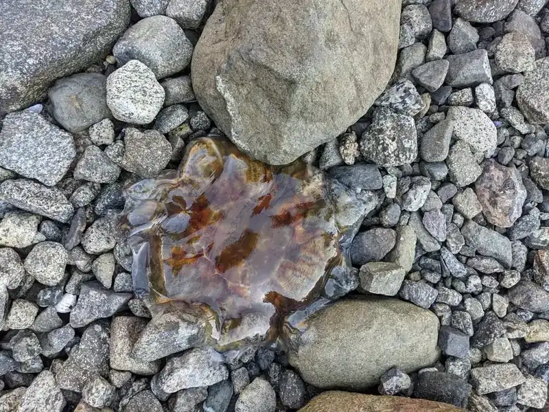 Lion's mane jellyfish in a fjord in northern Norway