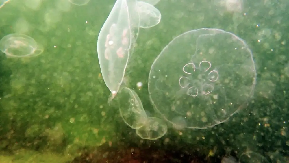 Moon jellyfish in a harbour in Zeeland, Netherlands