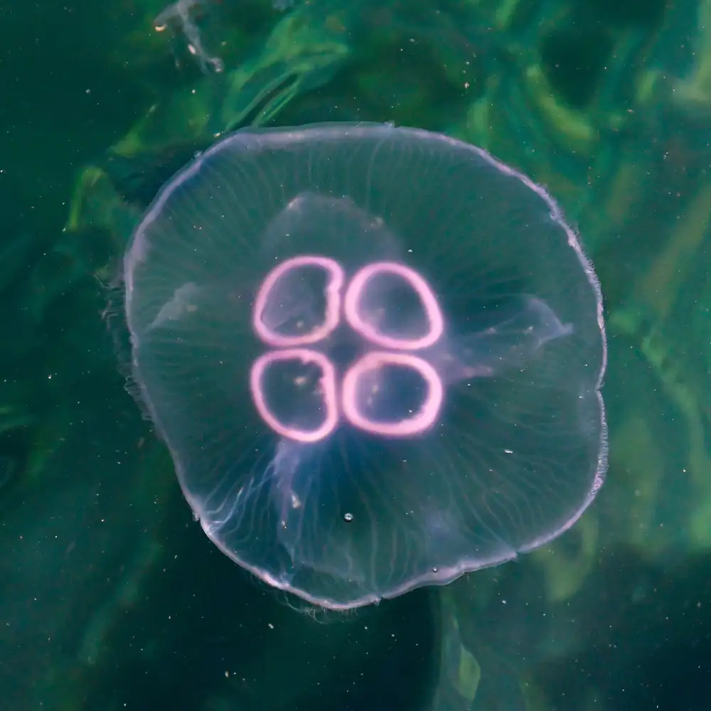 Moon jellyfish at Martin's Haven, Wales