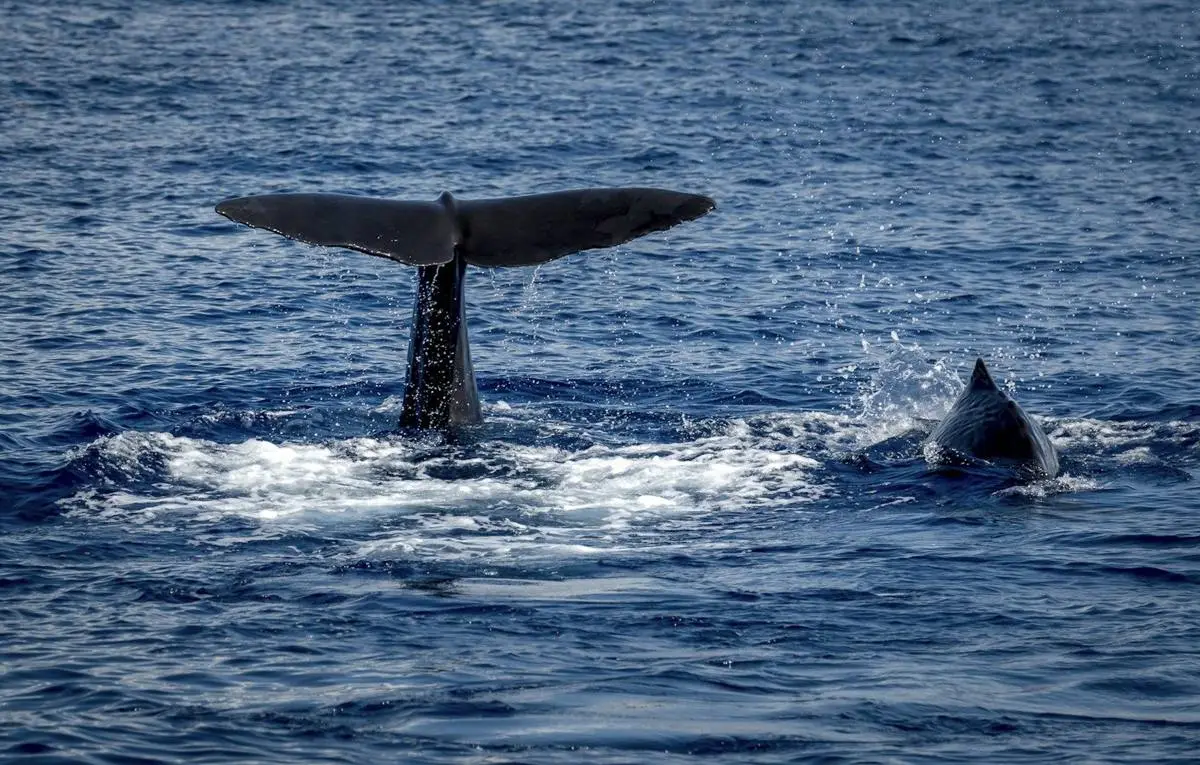 Sperm whale mother raising her fluke beside her calf off Dominica